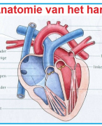 Anatomie van het hart en vaatstelsel en bloed.